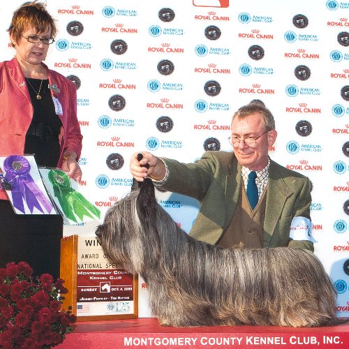 Shadow was awarded Winner's Dog and an Award of Merit at Montgomery County