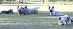 5 of our Skyes enjoying the air