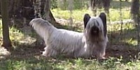 One of our Skye Terriers in the yard