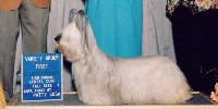 picture of a Skye Terrier