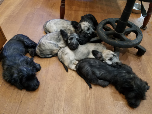 Pile of Pups after a hard day in the yard.