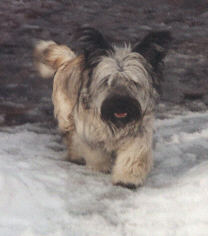 Duncan walking in the snow, February 2000