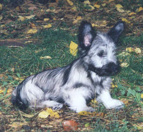 Duncan in the Terrier Tribe backyard