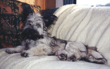 Duncan lounging in the Terrier Tribe home on the range