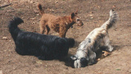 Nicky, Duncan, and Bailey check out a hole