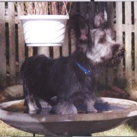 Nora in the bird bath