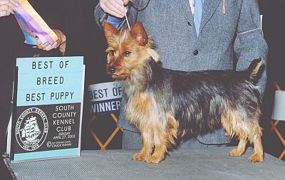 Penny took the breed from the puppy class over the open bitches! This picture shows our Australian Terrier bitch.