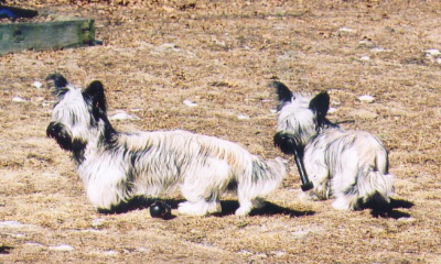 Colin and Kate, two Skye Terrier puppies