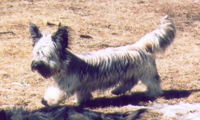 Colin walking (Bonnet in the foreground)