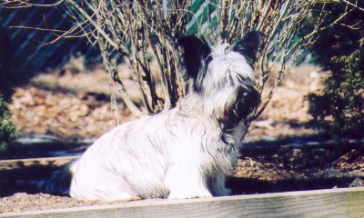 Kate sitting under a Siberian Willow