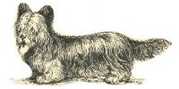 Skye illustration from Our Friend the Dog by Gordon Stables, circa 1885