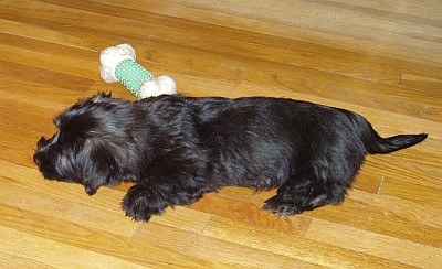 picture of a very tired puppy