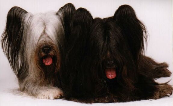 Casey and Spencer, two of Silverspun's Champion Skye Terriers